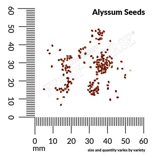 Alyssum Seed Spill