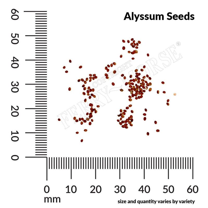 Alyssum Seed Spill