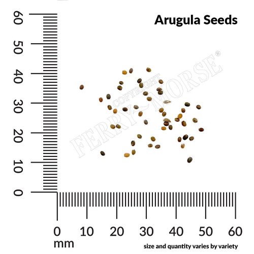 Arugula Seed Spill