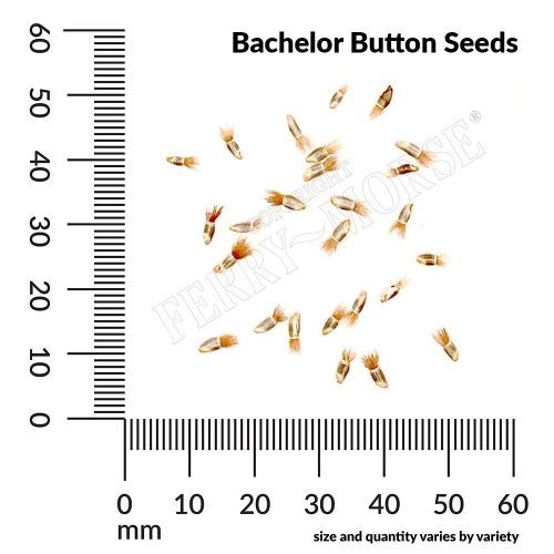 Bachelor Button Seed Spill