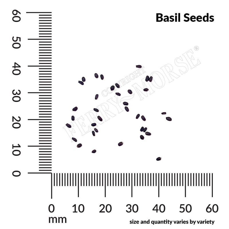 Basil Seed Spill