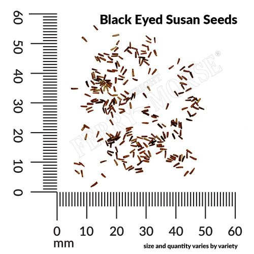 Black Eyed Susan Seeds Spill