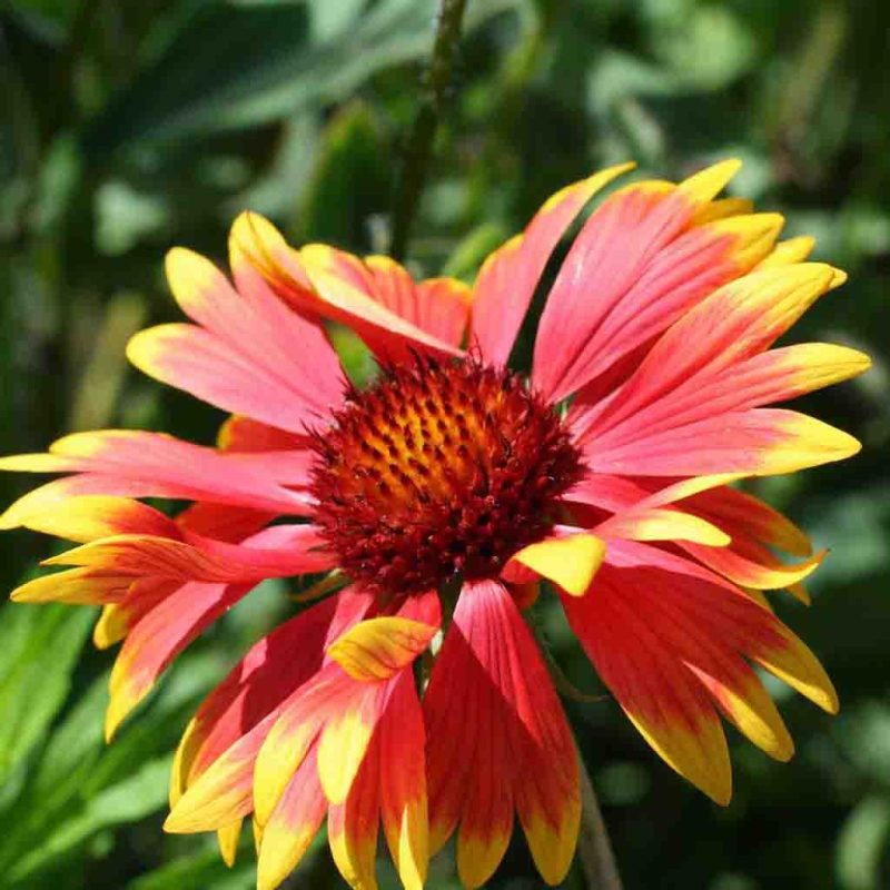 Blanketflower Gaillardia Aristata Flower Perennial Ferry Morse