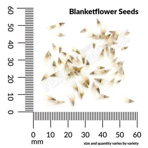 Blanketflower Seed Spill