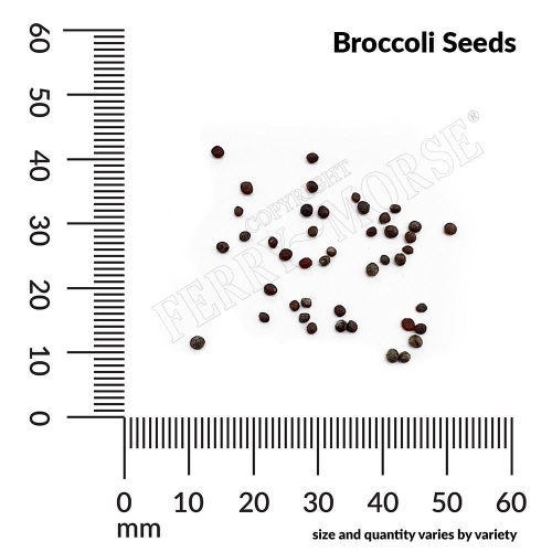 Broccoli Seeds Spill