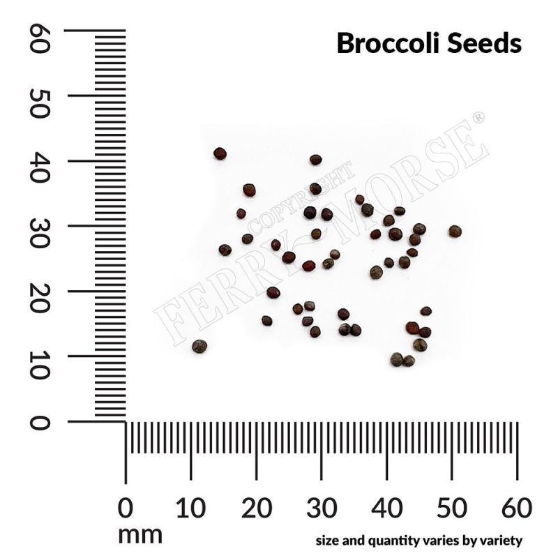 Broccoli Seeds Spill