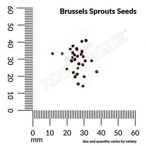 Brussels Sprouts Seed Spill