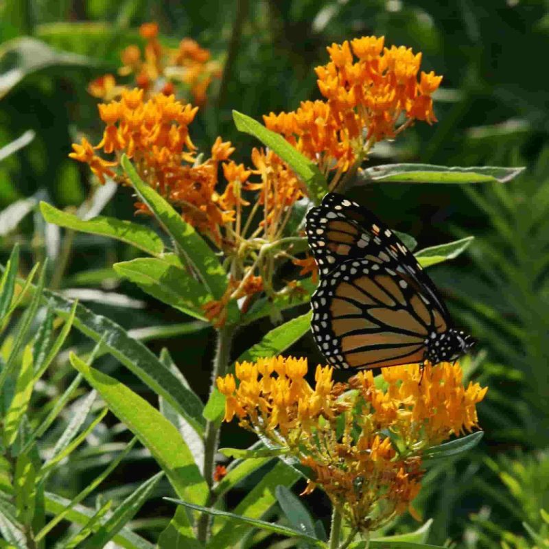 Butterfly Flower Flower Perennial Ferry Morse