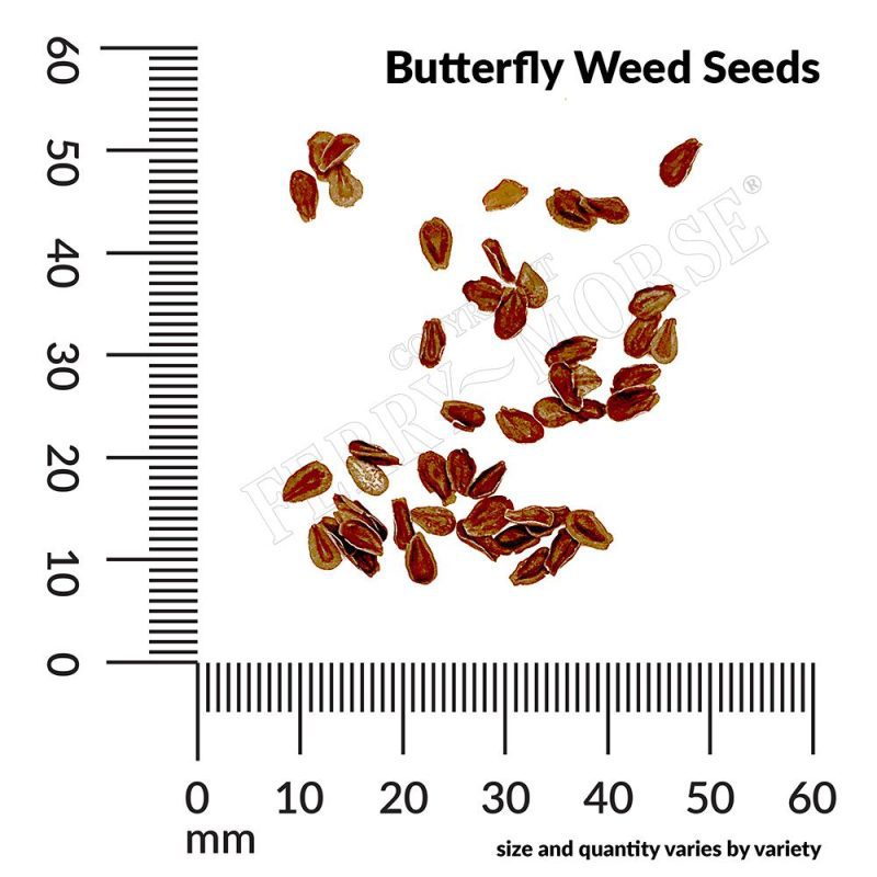 Butterfly Weed Seed Spill