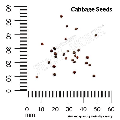 Cabbage Seed Spills