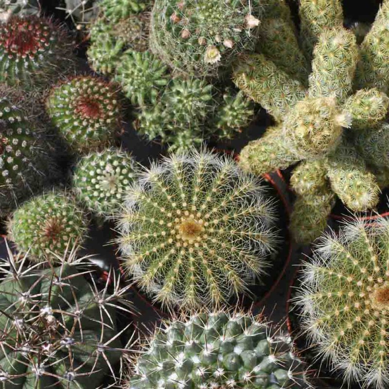 Cactus Mixed Varieties Flower Perennial Ferry Morse