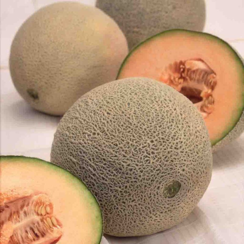 Cantaloupe Hales Best Jumbo Vegetable Ferry Morse