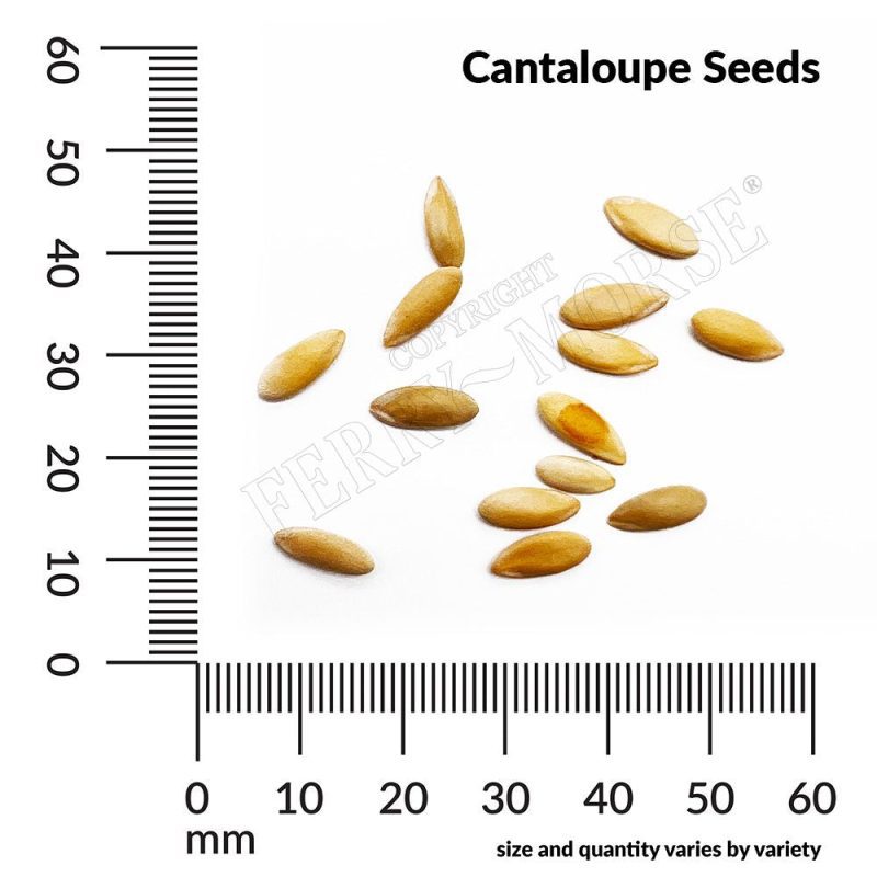 Cantaloupe Seed Spill