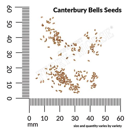 Canterbury Bells Seed Spill