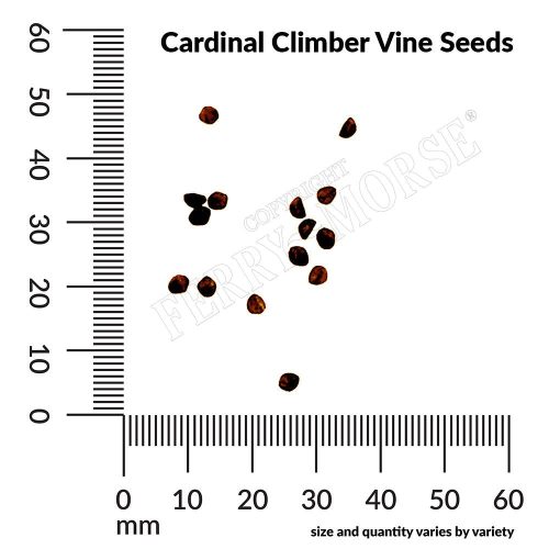 Cardinal Climber Vine Seeds Spill