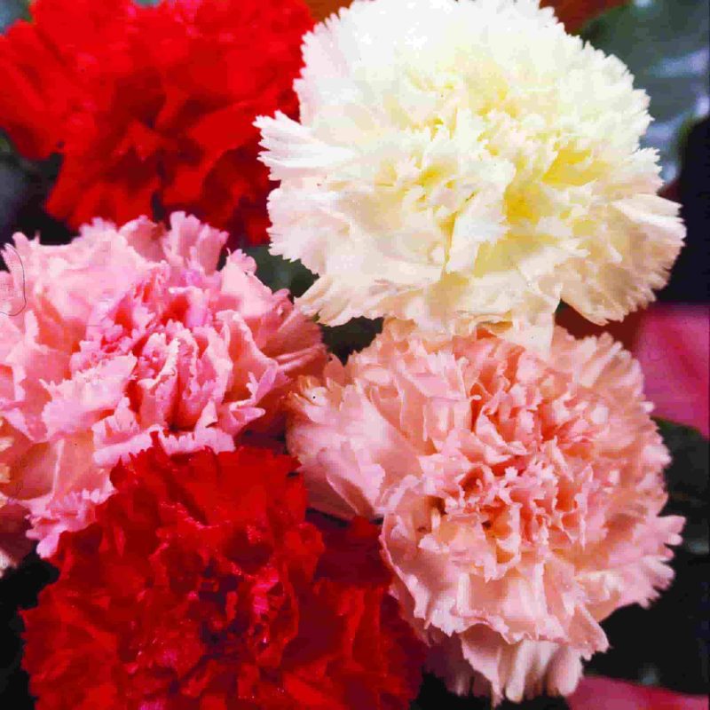 Carnation Chabaud Mixed Colors Flower Annual Ferry Morse