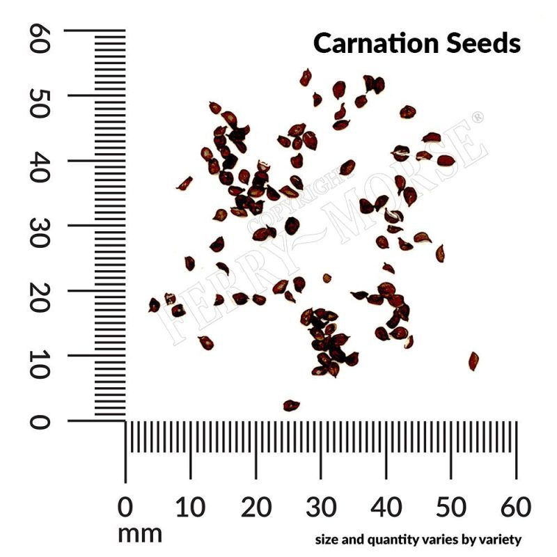 Carnation Seed Spill