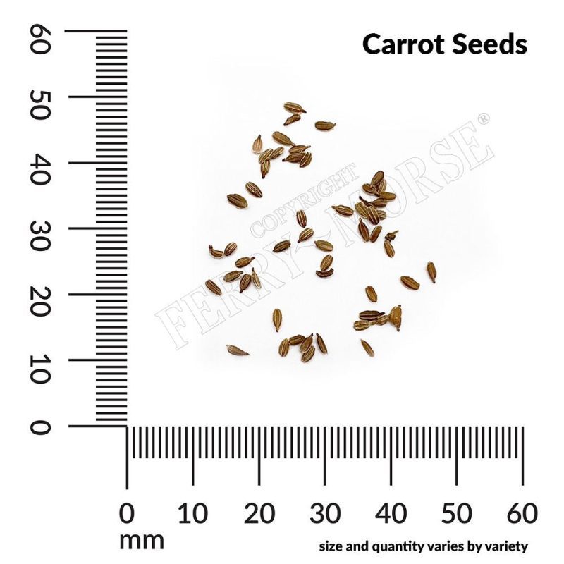 Carrot Seed Spill