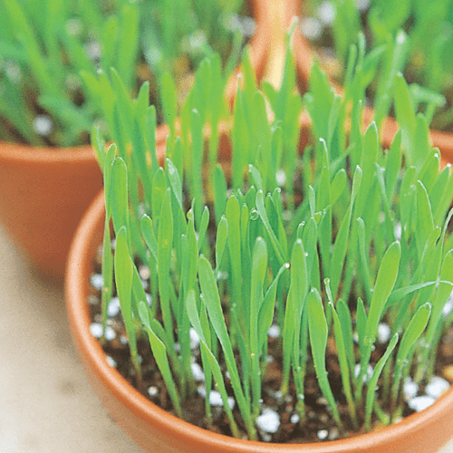 Cat Grass croppedvariety 1500px