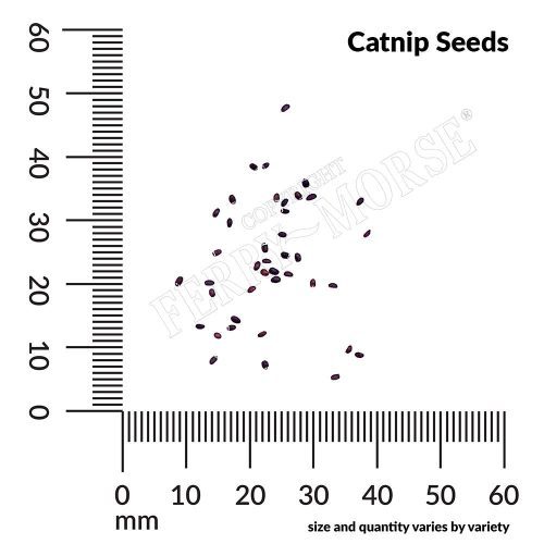 Catnip Seed Spill