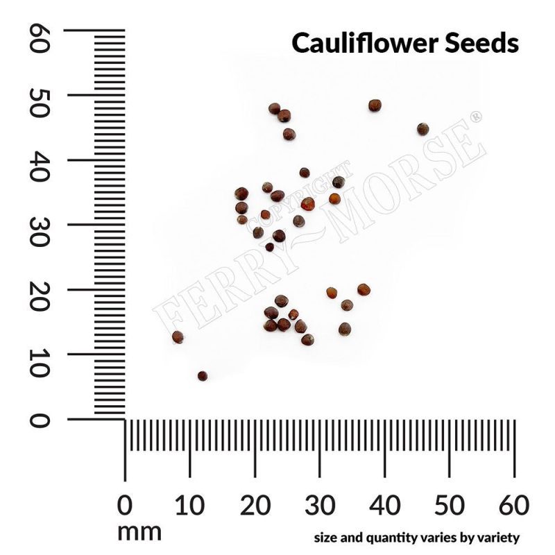 Cauliflower Seed Spill