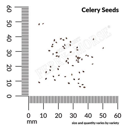 Celery Seed Spill