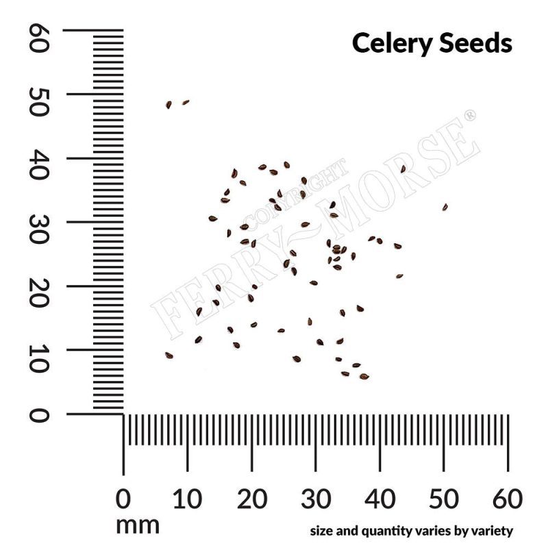 Celery Seed Spill