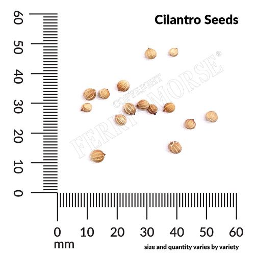 Cilantro Seed Spill