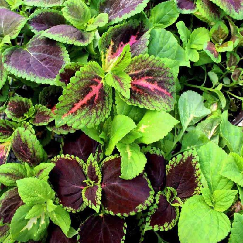 Coleus Flower Annual Ferry Morse