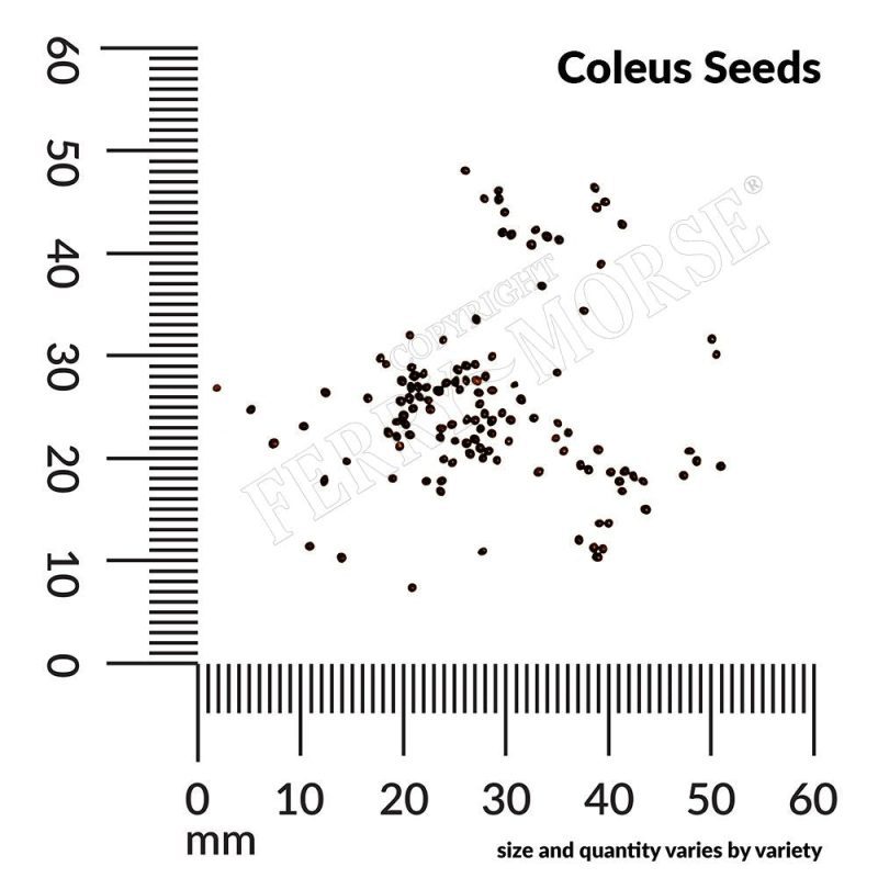 Coleus Seed Spill