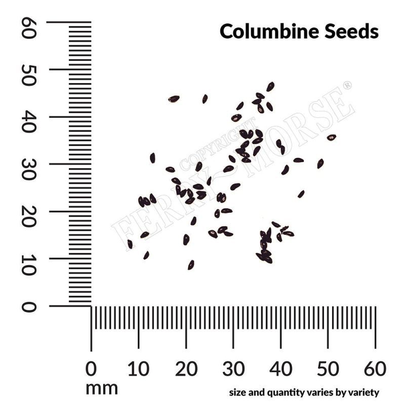 Columbine Seed Spill