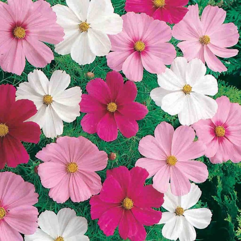 Cosmos Dwarf Cutesy Mixed Colors Flower Annual Ferry Morse