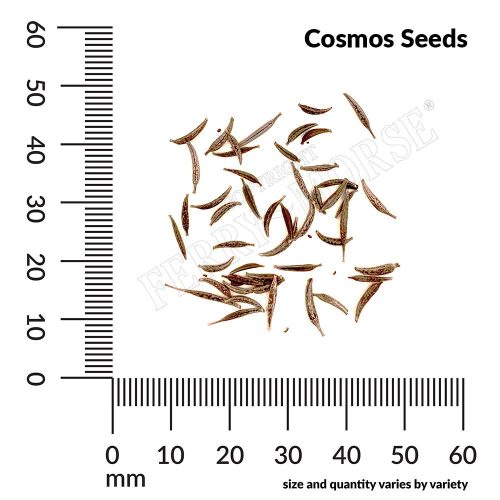 Cosmos Seed Spill