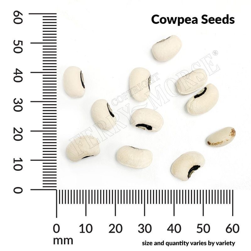 Cowpea Seed Spill