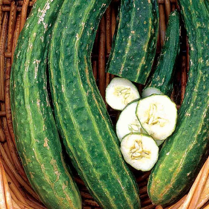 Cucumber Armenian Yard Long Vegetable Ferry Morse