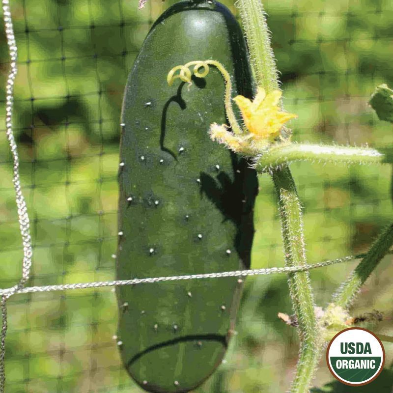 Cucumber Marketmore Organic Seeds USDA logo