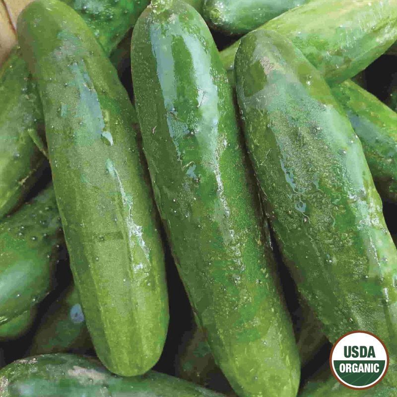 Cucumber Poinsett Organic Seeds USDA logo