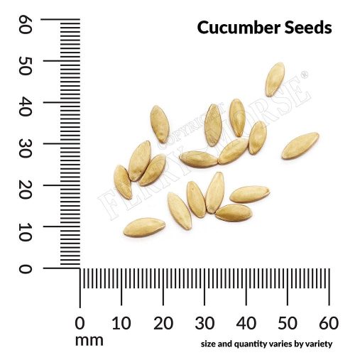 Cucumber Seed Spill