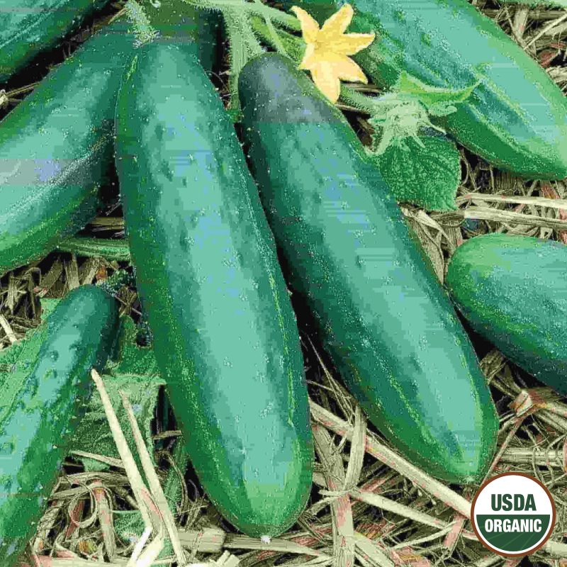 Cucumber Spacemaster Organic Seeds USDA logo