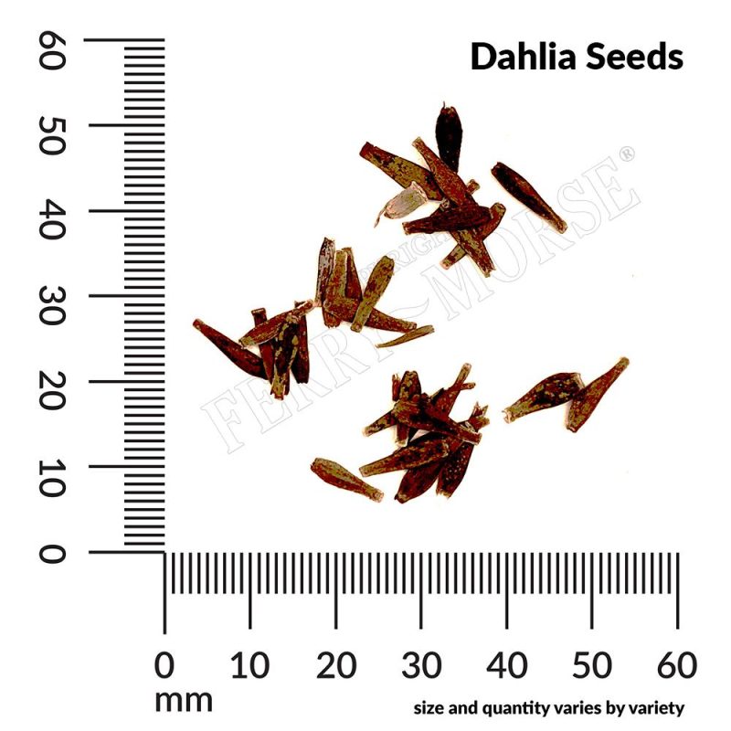 Dahlia Seed Spill