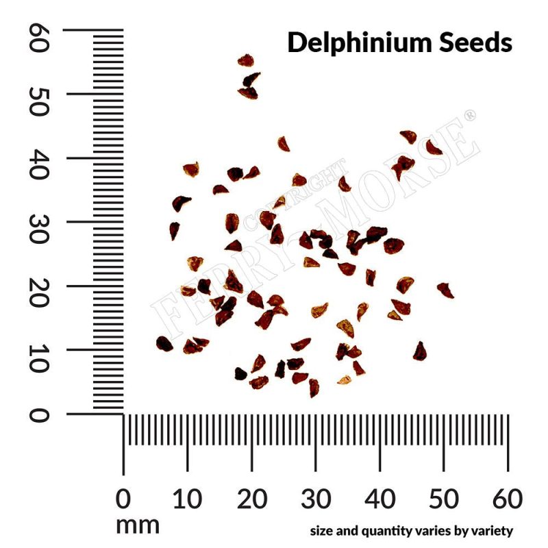 Delphinium Seed Spill