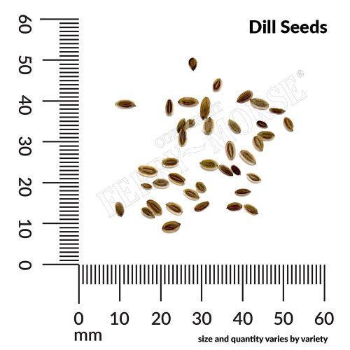 Dill Seed Spill