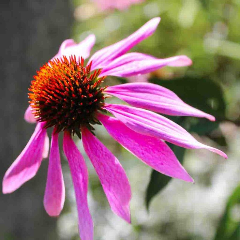 Echinacea Purple Coneflower Flower Perennial Ferry Morse