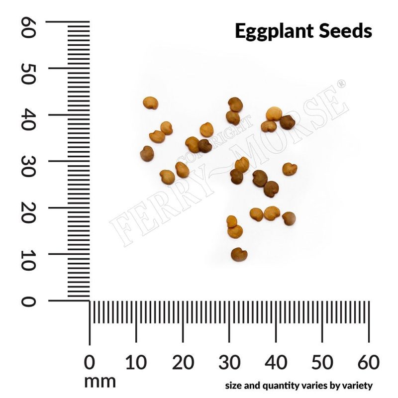 Eggplant Seed Spill