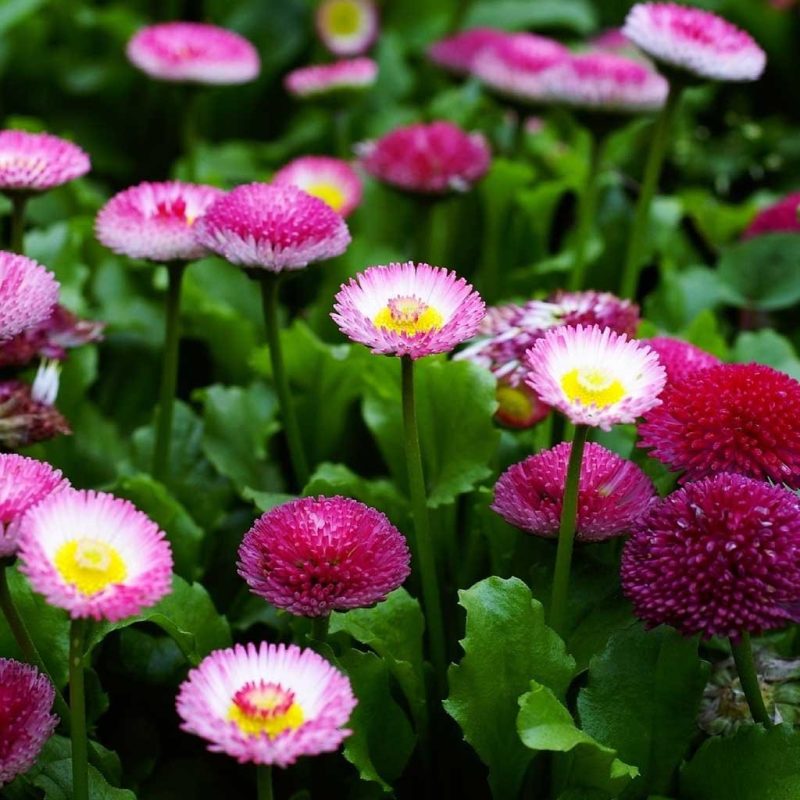 English Daisy Double Mixed Colors Flower Perennial Ferry Morse