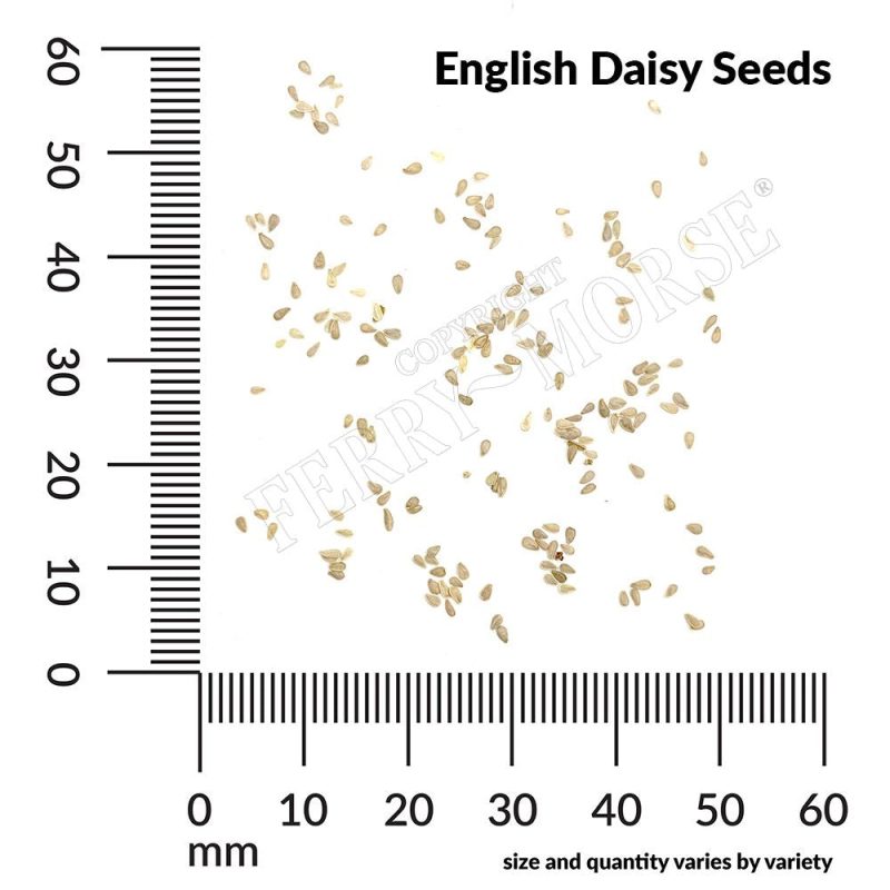 English Daisy Seeds Spill