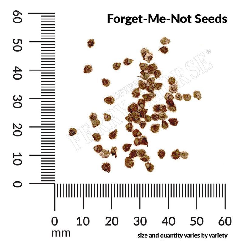 Forget Me Not Seeds Spill