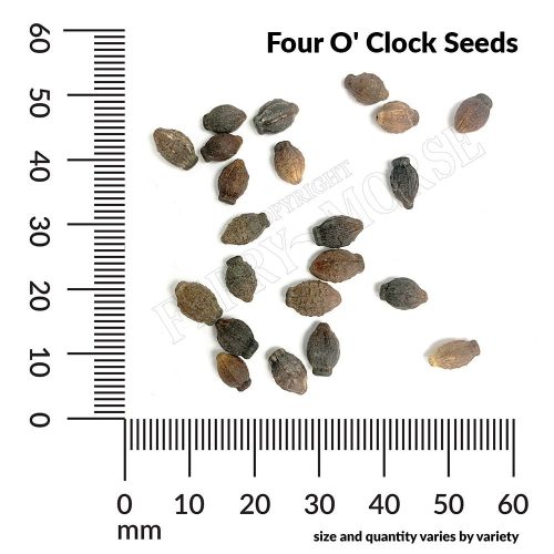 Four O Clock Seed Spill