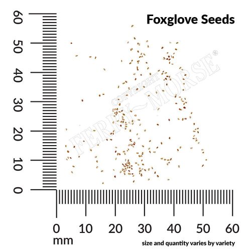 Foxglove Seed Spill