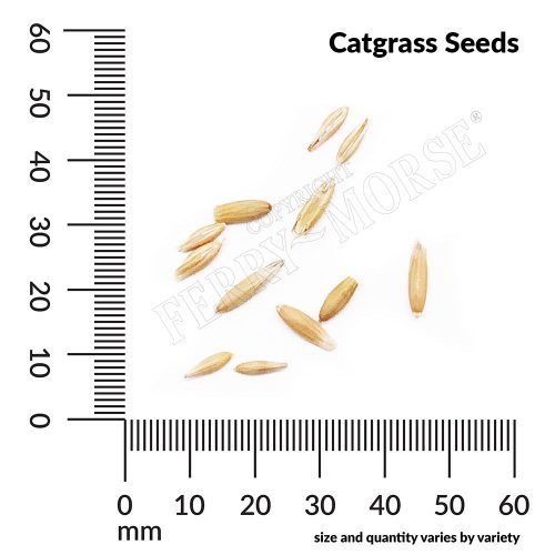 H Catgrass Seeds measurement